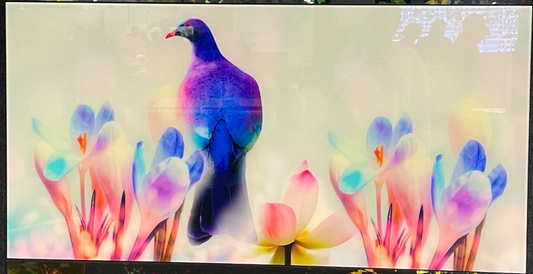 Kereru Blooms 150cm x 75cm Art/splashback